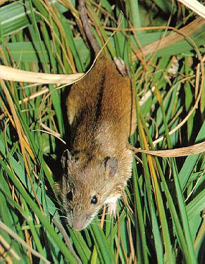 কৃষিতে ইঁদুরের ক্ষতিকর প্রভাব