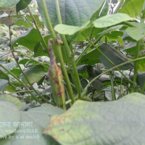 শিমের এনথ্রাকনোজ রোগ