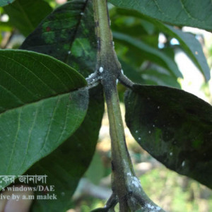 পেয়ারার মিলিবাগ বা ছাতরা পোকা