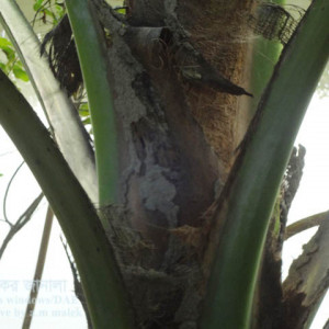 নারিকেলের উঁইপোকা