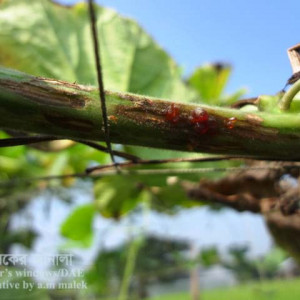 লাউয়ের গামি স্টেম ব্লাইট রোগ