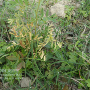 মসুরের এনথ্রাকনোজ রোগ