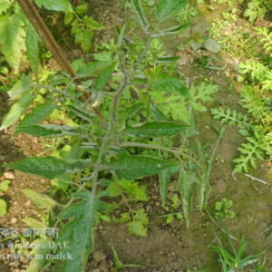 টমেটো লিফ কার্ল রোগ