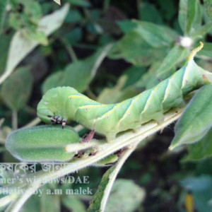 তিলের হক মথ পোকা