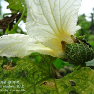 কাকরোলের মোজাইক রোগ