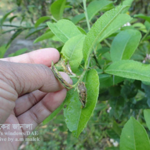 লেবুর মাকড়