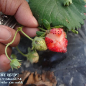 স্ট্রবেরি পাখি আক্রমণ সমস্যা