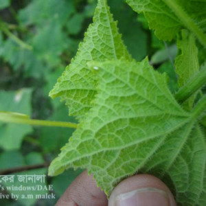 শসার সাদা মাছি পোকা