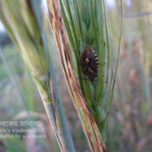 বার্লির স্টিং বাগ