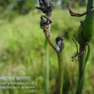 রজনীগন্ধার মিলিবাগ