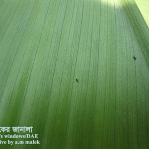 হলুদের থ্রিপস পোকা