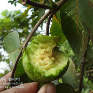 পেয়ারার পাখি আক্রমণ সমস্যা