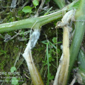 খিরার হোয়াইট মোল্ড রোগ