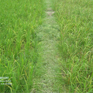 ধানের মাজরা পোকা